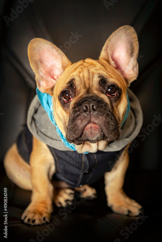 Portrait of a funny French bulldog puppy.. © Andrey