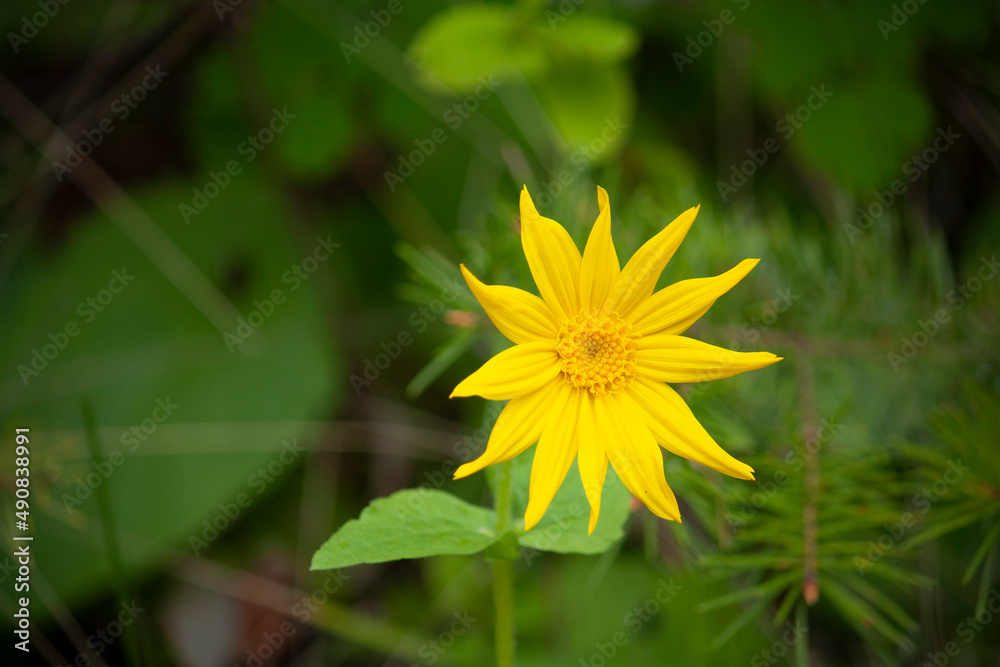 Yellow Flower