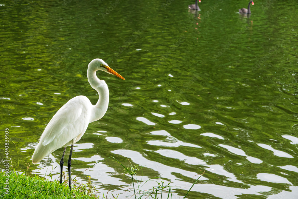 Obraz premium heron