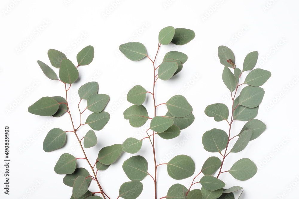 Eucalyptus branches with fresh leaves on white background, top view