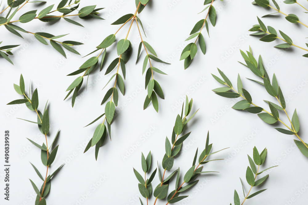Eucalyptus branches with fresh leaves on white background, top view Eucalyptus branches with fresh leaves on white background, top view