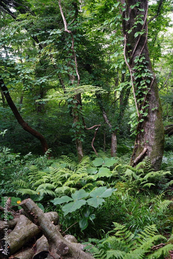 Obraz premium primeval forest in summer