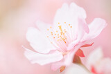 可愛いピンク色の桜｜クローズアップ