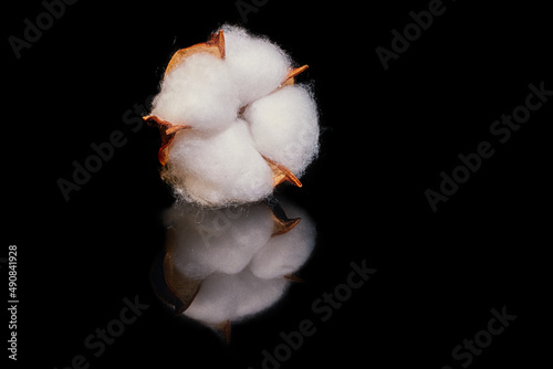 Fototapeta Naklejka Na Ścianę i Meble -  Dried flower cotton on a black background with reflection