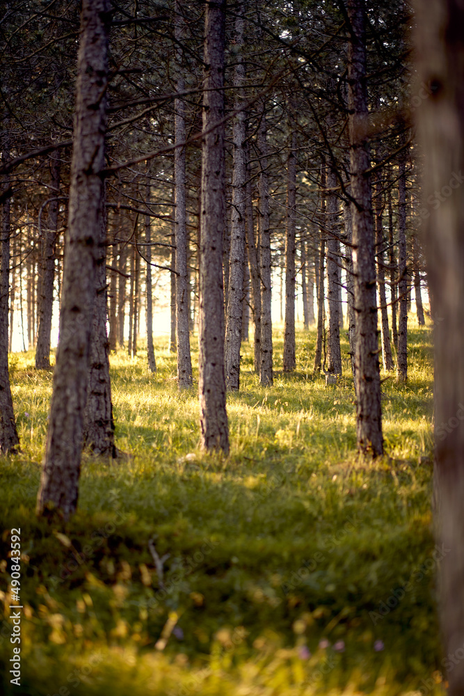 Obraz premium A forest under the sunlight. Nature, forest, landscape