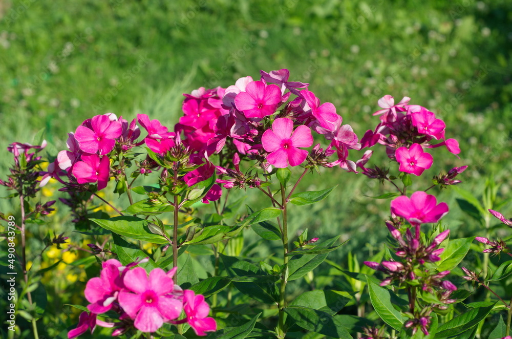 Bright pink Phlox bloom in the summer garden