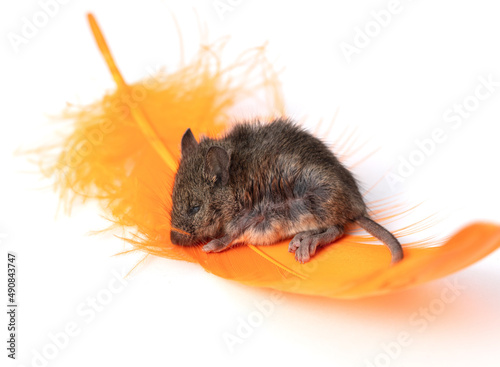 Mouse with an orange feather on a white background.