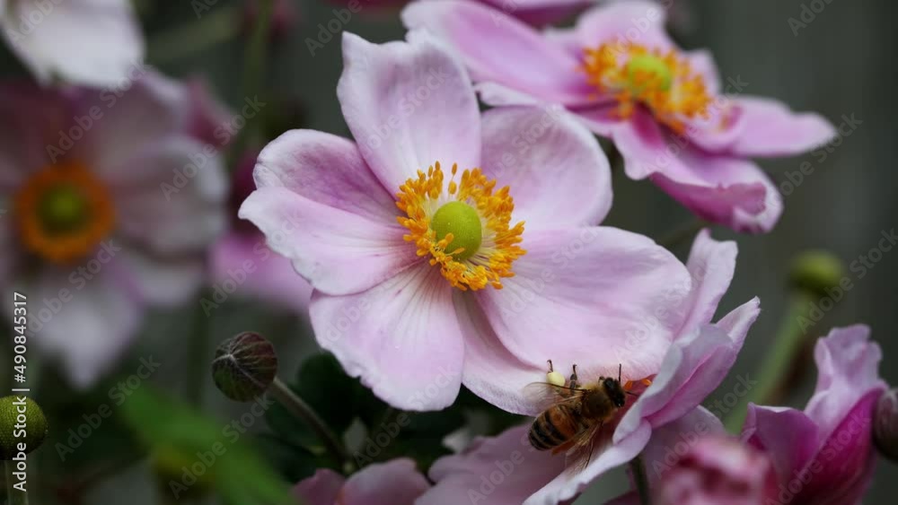 Honey bee collecting pollen from pink Japanese Anemone flower in slow motion Honey bee collecting pollen from pink Japanese Anemone flower in slow motion
