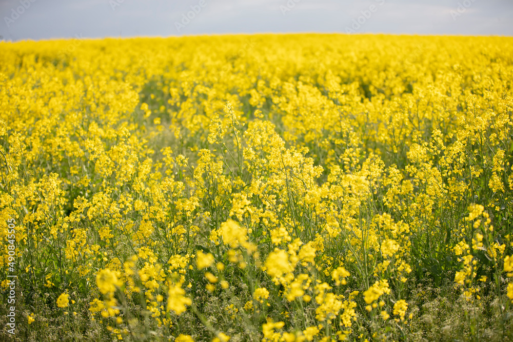 Yellow flowering rapeseed field.Rapeseed landscape.