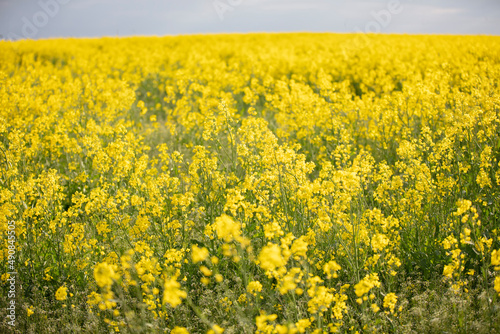 Yellow flowering rapeseed field.Rapeseed landscape. © Светлана Лазаренко