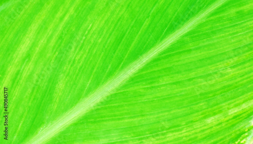 A natural yellowish green leaf pattern fills the frame for the background.