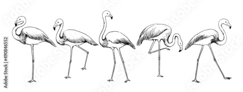 Flamingo sketch. Exotic tropical bird in various poses. Feathered animals flock with long tail and wings. Isolated engraving flying creatures. Wildlife nature. Vector hand drawn fowl set