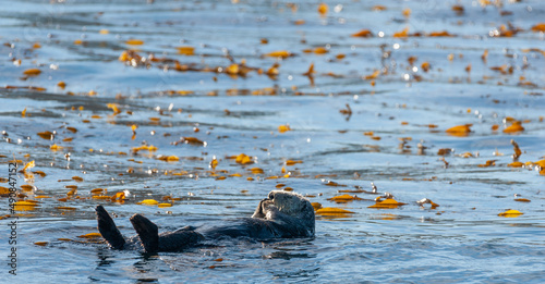 Sea otters floating in the waters of Monterrey Bay, California. photo