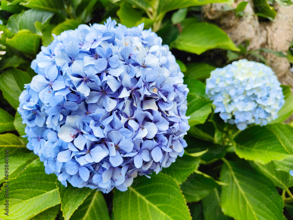 Hydrangea macrophylla species of flowering plant in the family Hydrangeaceae, native to Japan. French hydrangea. Beautiful and vibrant blue and green color. Plants and flowers. Hydrangea macrophylla species of flowering plant in the family Hydrangeaceae, native to Japan. French hydrangea. Beautiful and vibrant blue and green color. Plants and flowers.