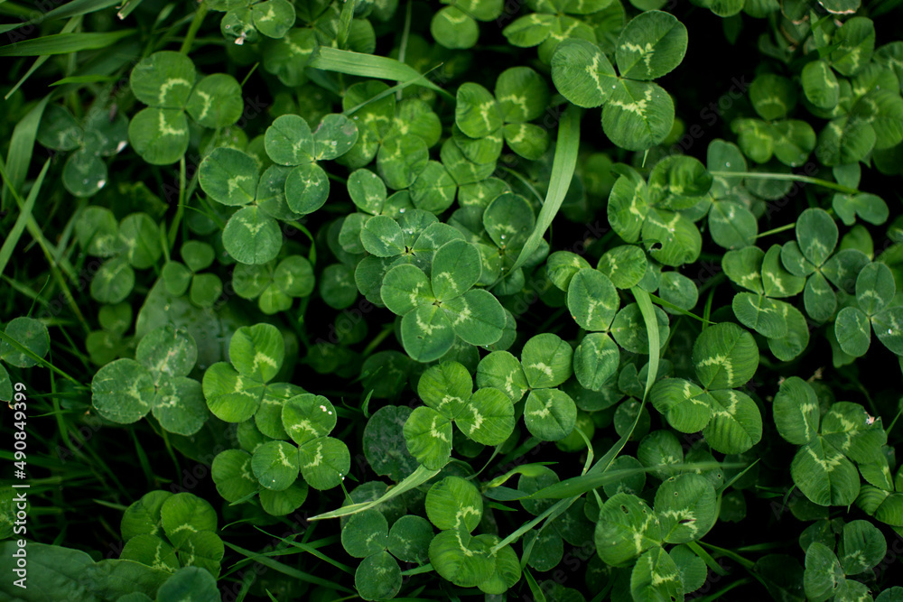 green clover leaves background with some parts in focus. four - leaf clover in the middle of the usual Shamrock . background concept for st. patrick's day, luck, irish culture. High quality photo green clover leaves background with some parts in focus. four - leaf clover in the middle of the usual Shamrock . background concept for st. patrick's day, luck, irish culture. High quality photo