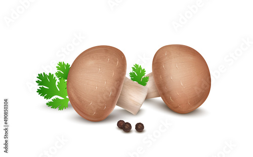 Set of two fresh  brown mushroom vegetable- vector illustration with coriander leaves