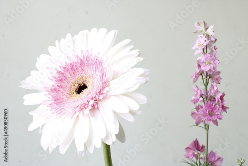Beautiful gerbera flower combination background. Seasonal greetings and greetings cards. Love and peace message greeting cards. Beautiful wall mounting picture.