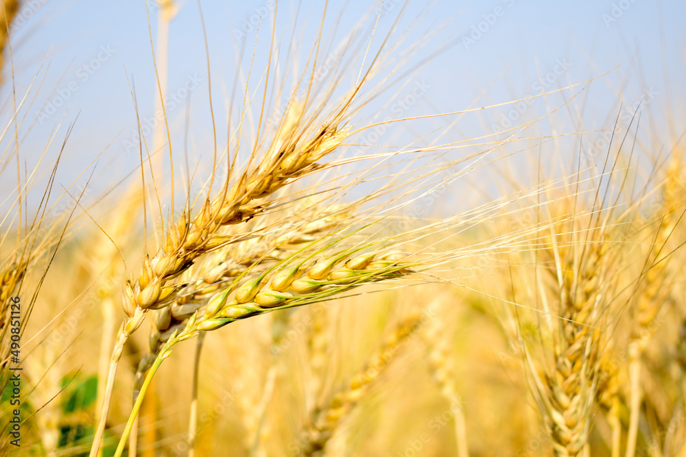 Closeup wheat field in harvest season with sunlight Closeup wheat field in harvest season with sunlight