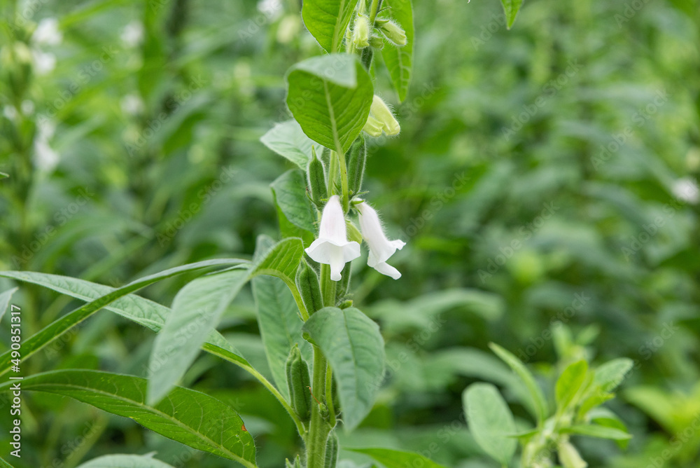 Sesame seed flower on tree in the field Sesame seed flower on tree in the field