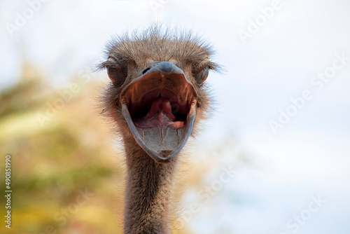 Close up of African Ostrich head on the blur bright background. © Yuliia Lakeienko
