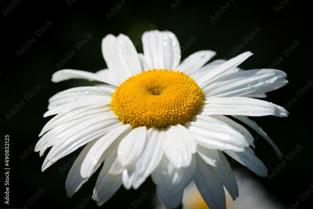 Fototapeta premium A closeup image of a white daisy flower on a dark background