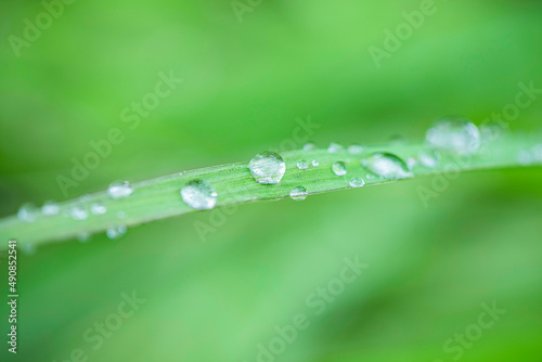 water drops on the green leaf grass