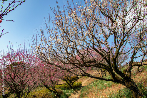 春の梅の花