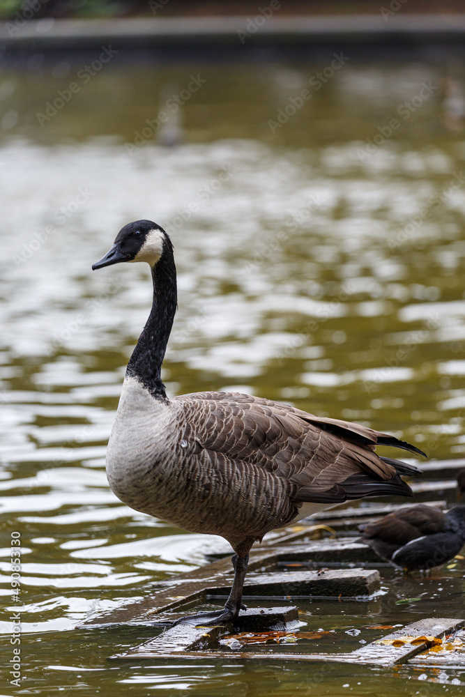 Canadian goose neat to the water in park