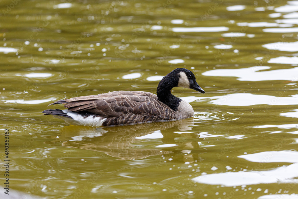 Canadian goose swimming the water in park Canadian goose swimming the water in park