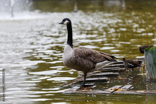 Canadian goose neat to the water in park