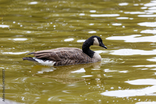 Canadian goose swimming  the water in park