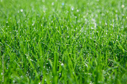 Close up view of dew on green grass