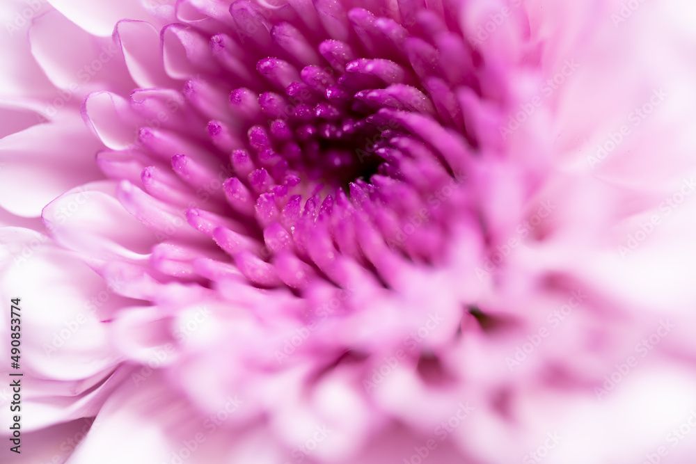 Beautiful Macro photography of the inside and petals of a purple and white flower showing the beauty in nature with soft lighting and pastel colors