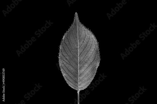 a black and white leaf isolated