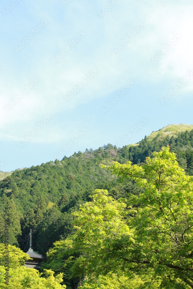 日本の春の美しい風景　高源寺の三重塔と新緑の楓(兵庫県丹波市)