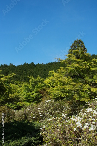 日本の春の美しい風景　兵庫県丹波市の新緑の山 © Hiro