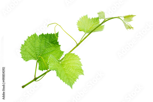 Grape brach with leaves isolated on white background with clipping path.