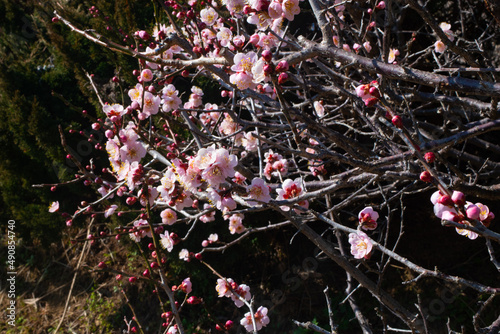 春の梅と青空