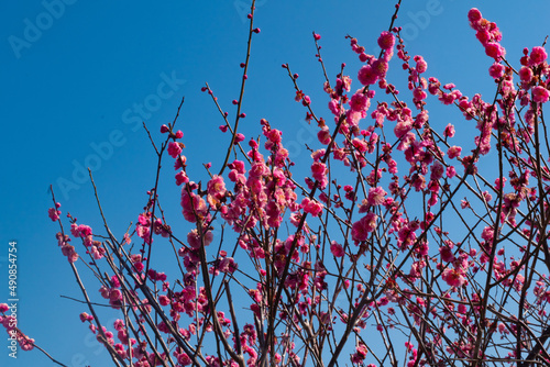 春の梅と青空
