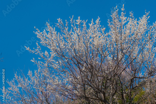春の梅と青空