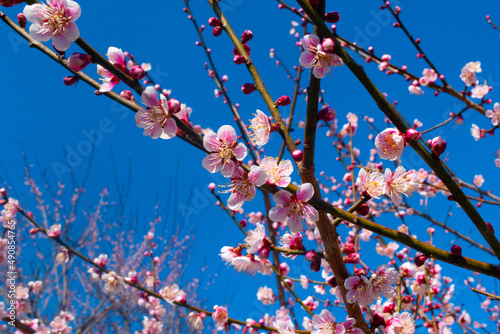 春の梅と青空