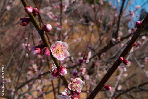 春の梅と青空