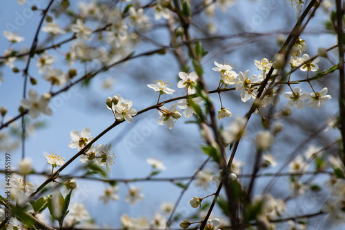 Nice white apple spring flowers branch macro photography nature awakening