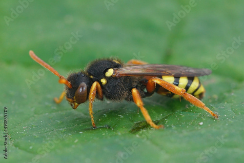 Detailed close up of a red-eyed female Painted nomad bee, Nomada fucata on a green leaf photo