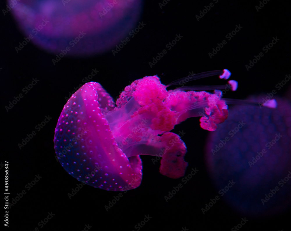 Jellyfish with pink hue Jellyfish with pink hue