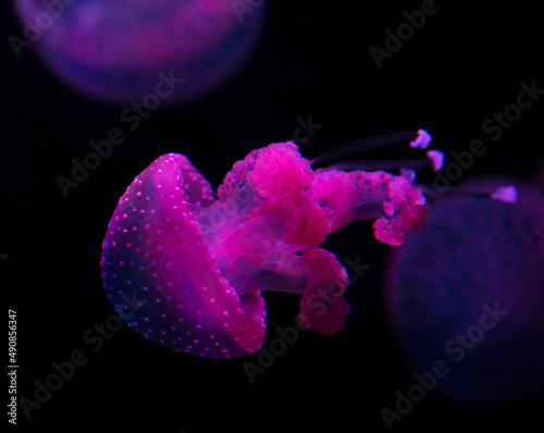 Jellyfish with pink hue