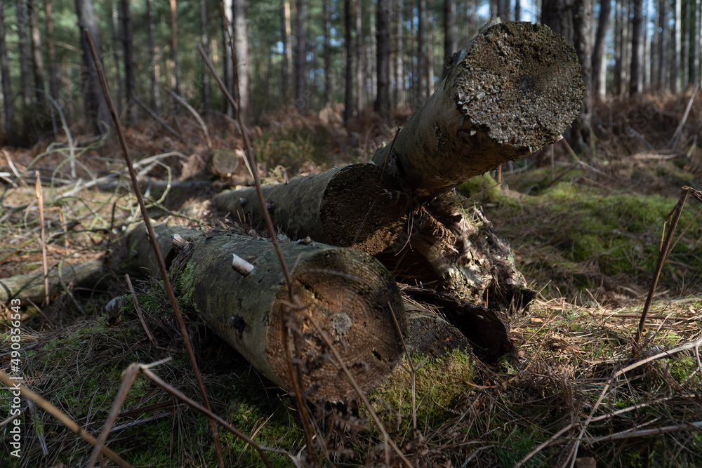 firewood in the forest