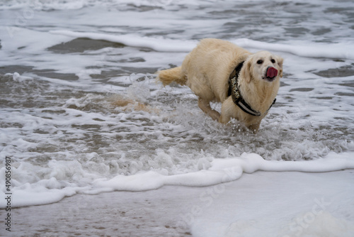 golden retriever in water