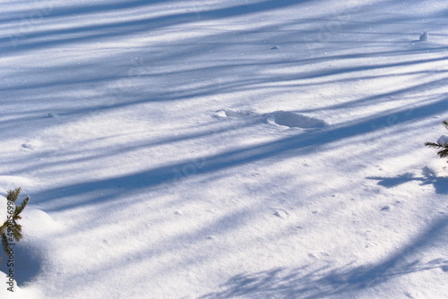 shadows in the snow