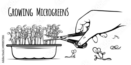 microgreen harvest vector freehand sketch black and white
